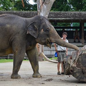 Auckland Zoo | Asian Elephant Burma Pushing Log