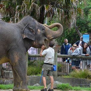 Auckland Zoo | Asian Elephant Burma Keeper Talk