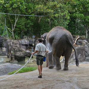 Auckland Zoo | Asian Elephant Burma Getting Hosed