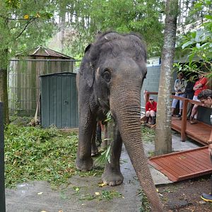 Auckland Zoo | Asian Elephant Burma Backstage
