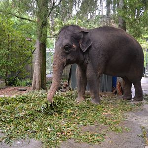 Auckland Zoo | Asian Elephant Burma Backstage