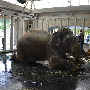 Auckland Zoo | Asian Elephant Backstage