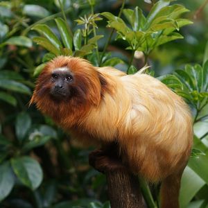 Auckland Zoo | Golden Lion Tamarin