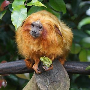 Auckland Zoo | Golden Lion Tamarin Eating Kiwifruit