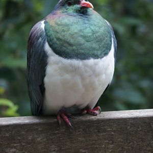 Auckland Zoo | Rui the Kererū