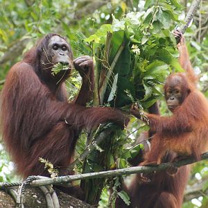 Singapore Zoo | Bornean Orangutans