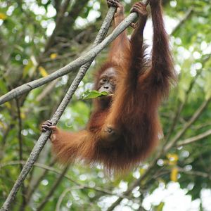 Singapore Zoo | Bornean Orangutan