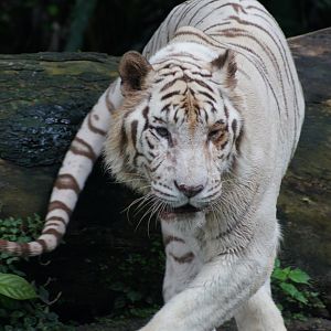 Singapore Zoo | White Tiger