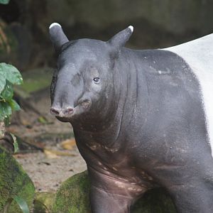 Singapore Zoo | Malayan Tapir