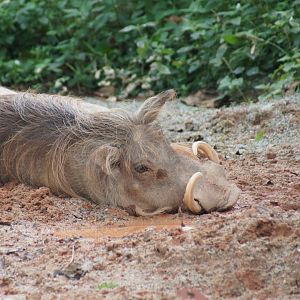 Singapore Zoo | Warthog