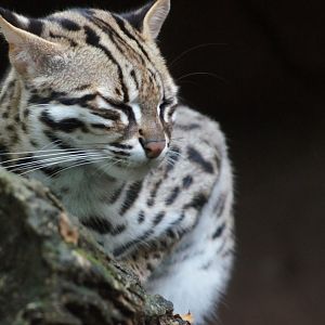 Singapore Zoo | Small Cat Species