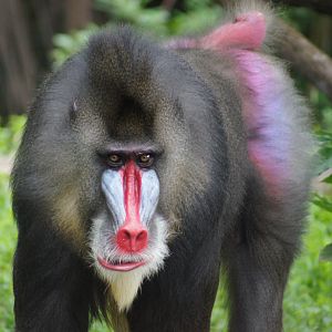 Singapore Zoo | Mandrill