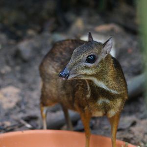 Singapore Zoo | Lesser Mouse Deer