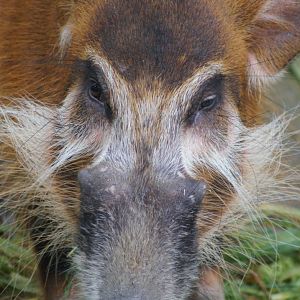 Singapore Zoo | Red River Hog
