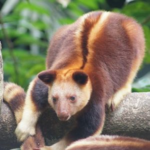 Singapore Zoo | Goodfellow's Tree Kangaroo