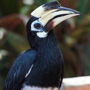 Jurong Bird Park | Southern Oriental Pied Hornbill
