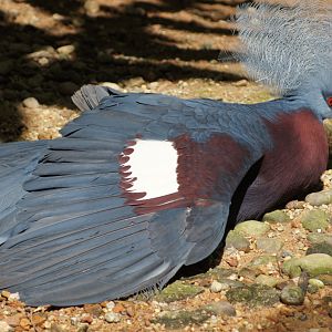Jurong Bird Park | Sunbathing Sclater's Crowned Pigeon