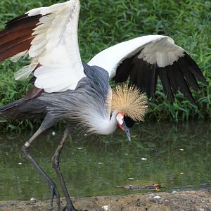 Jurong Bird Park | Grey Crowned Crane