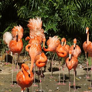 Jurong Bird Park | American Flamingos
