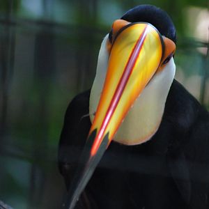 Jurong Bird Park | Toco Toucan
