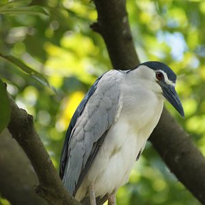 Jurong Bird Park | Black-crowned Night Heron