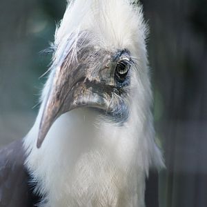 Jurong Bird Park | White-crowned Hornbill