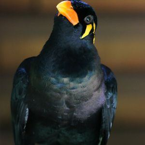 Jurong Bird Park | Common Hill Myna