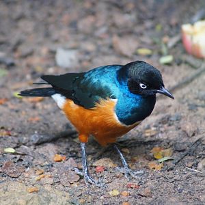 Jurong Bird Park | Superb Starling