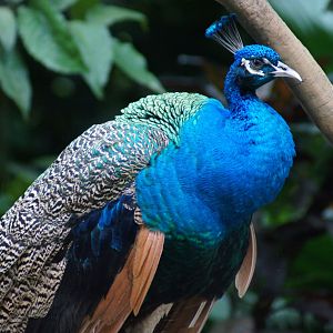 Jurong Bird Park | Indian Peafowl