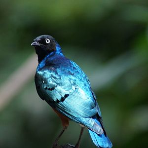 Jurong Bird Park | Superb Starling