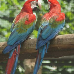 Jurong Bird Park | Red-and-green Macaw