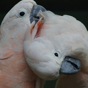Jurong Bird Park | Salmon-crested Cockatoo