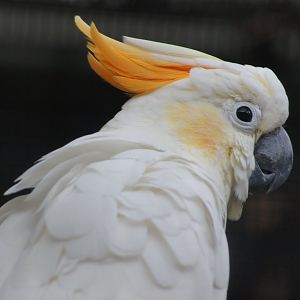 Jurong Bird Park | Citron-crested Cockatoo