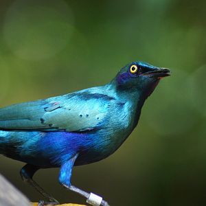 Jurong Bird Park | Greater Blue-eared Starling