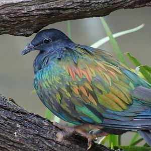 Jurong Bird Park | Nicobar Pigeon