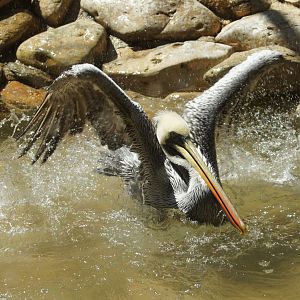 Jurong Bird Park | Peruvian Pelican
