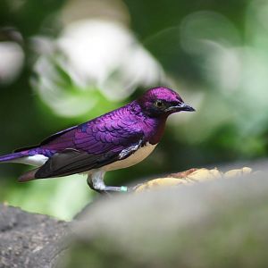 Jurong Bird Park | Violet Starling