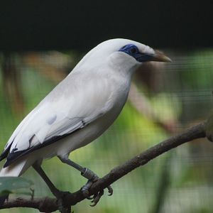 Jurong Bird Park | Bali Myna