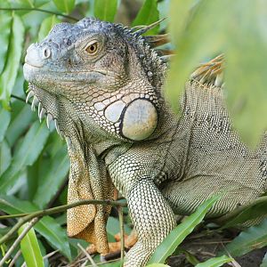 Jurong Bird Park | Green Iguana