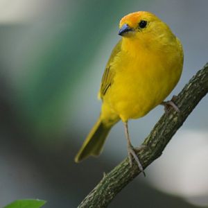 Jurong Bird Park | Saffron Finch