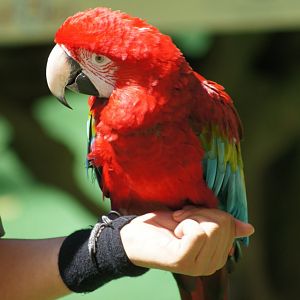 Jurong Bird Park | Red-and-green Macaw