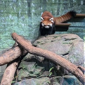 Red Panda