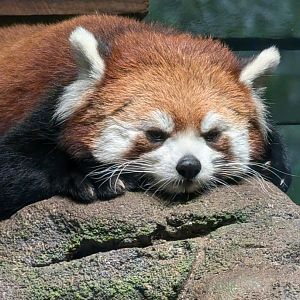 Red Panda