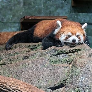 Red Panda