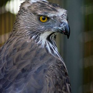 Jurong Bird Park | Crestless Changeable Hawk-eagle