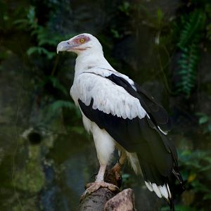 Jurong Bird Park | Palm Nut Vulture
