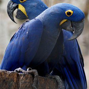 Jurong Bird Park | Hyacinth Macaw