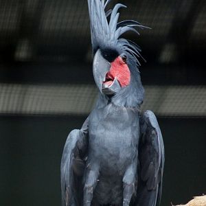 Jurong Bird Park | Palm Cockatoo