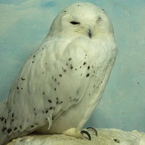Jurong Bird Park | Snowy Owl