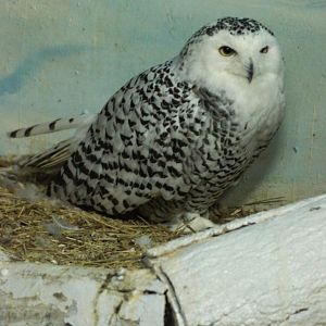 Jurong Bird Park | Snowy Owl